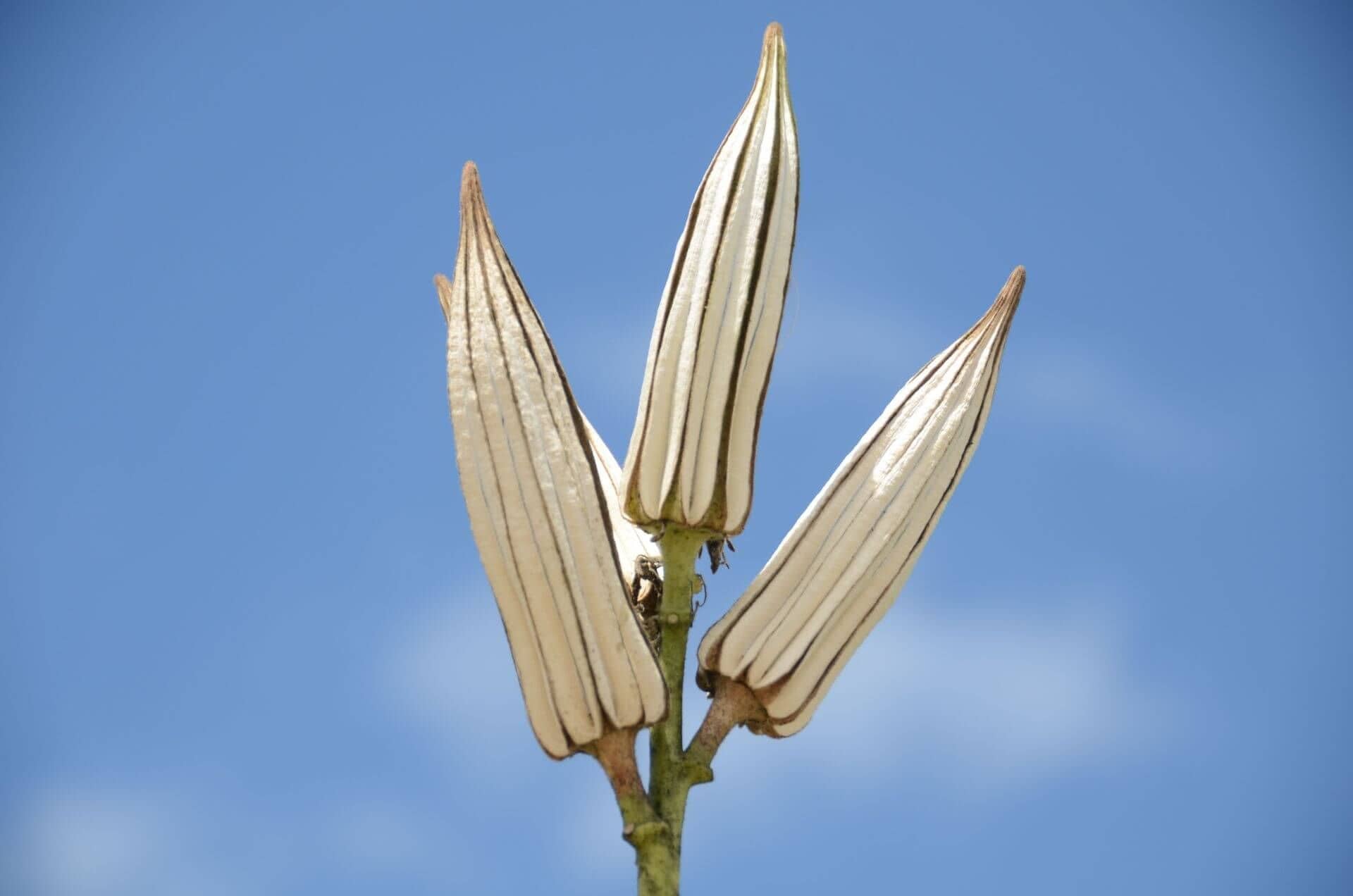 Kegelbloem
